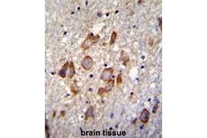 ANKRD34B Antibody (C-term) immunohistochemistry analysis in formalin fixed and paraffin embedded human brain tissue followed by peroxidase conjugation of the secondary antibody and DAB staining. (ANKRD34B antibody  (C-Term))