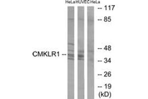 Western blot analysis of extracts from HeLa/HuvEc cells, using CMKLR1 Antibody. (CMKLR1 antibody  (AA 221-270))