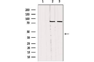 Western blot analysis of extracts from various samples, using SLC27A5 Antibody. (SLC27A5 antibody  (Internal Region))