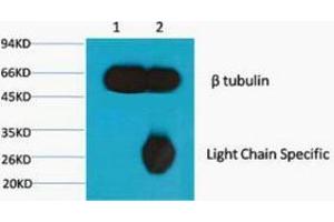 Immunoprecipitation (IP) analysis: 1) Input: Mouse Brain Tissue Lysate. (TUBB antibody)