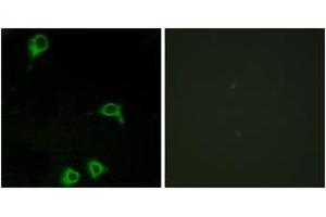 Immunofluorescence analysis of COS7 cells, using EMR2 Antibody. (EMR2 antibody  (AA 765-814))