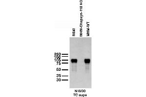 Immunoblot against crude membranes from whole adult rat brain (RBM) or hippocampi (MHM) from adult PSD-93/Chapsyn-110 knockout (KO) or wild-type (WT) mice.