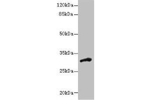 Western blot All lanes: DHRS12 antibody at 1. (DHRS12 antibody  (AA 1-271))