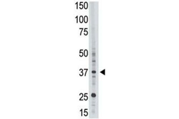 EPR1 antibody  (AA 308-337)