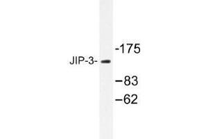 Image no. 1 for anti-Mitogen-Activated Protein Kinase 8 Interacting Protein 3 (MAPK8IP3) antibody (ABIN317721) (JIP3 antibody)
