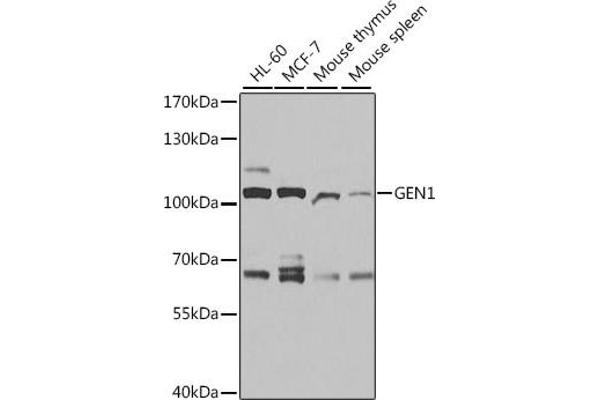 GEN1 antibody  (AA 669-908)