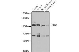 Western blot analysis of extracts of various cell lines, using GEN1 antibody (ABIN6133334, ABIN6141058, ABIN6141059 and ABIN6214098) at 1:1000 dilution. (GEN1 antibody  (AA 669-908))