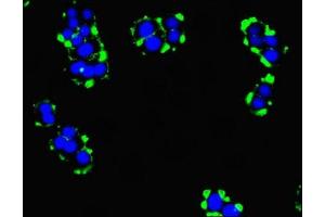 Immunofluorescent analysis of PC-3 cells using ABIN7173297 at dilution of 1:100 and Alexa Fluor 488-congugated AffiniPure Goat Anti-Rabbit IgG(H+L) (TMEM95 antibody  (AA 17-145))