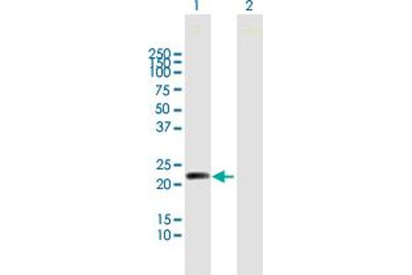 MYL5 antibody  (AA 1-173)