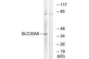Western blot analysis of extracts from K562 cells, using SLC30A8 Antibody. (SLC30A8 antibody  (AA 171-220))