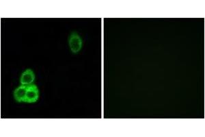 Immunofluorescence analysis of HepG2 cells, using CELSR1 Antibody. (CELSR1 antibody  (AA 921-970))