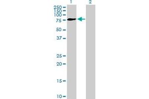 Western Blot analysis of FRMD3 expression in transfected 293T cell line by FRMD3 MaxPab polyclonal antibody. (FRMD3 antibody  (AA 1-581))