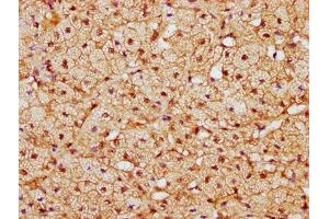 IHC image of ABIN7148764 diluted at 1:300 and staining in paraffin-embedded human adrenal gland tissue performed on a Leica BondTM system. (CAND1 antibody  (AA 1150-1230))