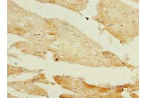 Immunohistochemistry of paraffin-embedded human skeletal muscle tissue using ABIN7163163 at dilution of 1:100 (PIK3R1 antibody  (Regulatory Subunit A))