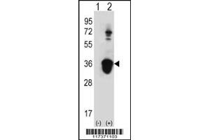 Western blot analysis of U2AF1 using rabbit polyclonal U2AF1 Antibody (Center S70) using 293 cell lysates (2 ug/lane) either nontransfected (Lane 1) or transiently transfected (Lane 2) with the U2AF1 gene.