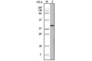 Western Blot showing OVA antibody used against OVA protein. (Ovalbumin antibody)