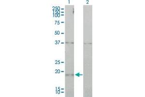 Cyclin L1 anticorps  (AA 1-172)