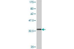 Western Blot detection against Immunogen (36. (GNPNAT1 antibody  (AA 1-90))