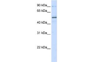WB Suggested Anti-ZNF275 Antibody Titration:  0.