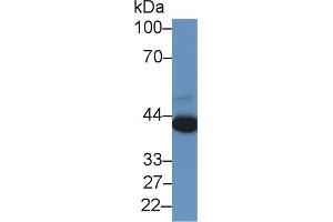 Western Blot; Sample: Human A549 cell lysate; Primary Ab: 2µg/ml Rabbit Anti-Human PRAME Antibody Second Ab: 0. (PRAME antibody  (AA 416-502))