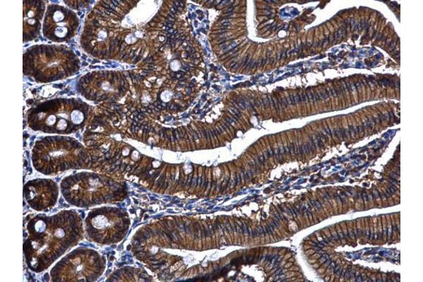 ARL14 antibody  (full length)