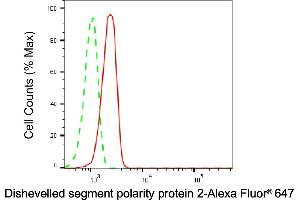 anti-Dishevelled, Dsh Homolog 2 (Drosophila) (DVL2) antibody