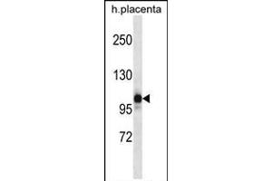 NLRP12 Antibody (N-term) (ABIN657935 and ABIN2846879) western blot analysis in human placenta tissue lysates (35 μg/lane). (NLRP12 antibody  (N-Term))