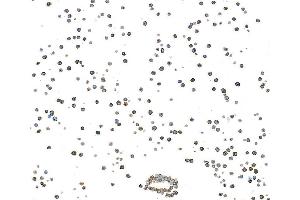 Immunocytochemistry (ICC) image for anti-CD3 epsilon (CD3E) (AA 139-189) antibody (ABIN7454000) (Recombinant CD3 epsilon antibody  (AA 139-189))