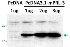 Western blot analysis of extracts from LX-2 cells transfected with PTP4A3 using PTP4A3 polyclonal antibody . (PTP4A3 antibody  (AA 161-166))