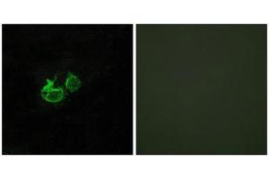 Immunofluorescence (IF) image for anti-Growth Hormone Releasing Hormone Receptor (GHRHR) (C-Term) antibody (ABIN1852964) (GHRHR antibody  (C-Term))