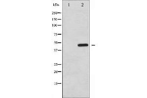 Western blot analysis of PTP1B phosphorylation expression in UV treated COS7 whole cell lysates,The lane on the left is treated with the antigen-specific peptide. (PTPN1 antibody  (pSer50))