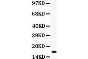 Western Blotting (WB) image for anti-Interleukin 16 (IL16) (AA 1212-1332) antibody (ABIN3043243) (IL16 antibody  (AA 1212-1332))