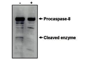 Image no. 1 for anti-Caspase 8 (CASP8) antibody (ABIN201604) (Caspase 8 antibody)
