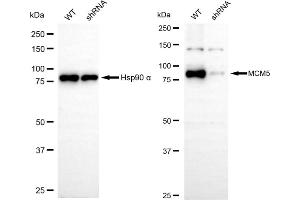 Western blotting analysis using MCM5 antibody (ABIN7799420). (Recombinant MCM5 antibody)