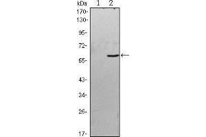 Western blot analysis using BLK mAb against HEK293 (1) and BLK(AA: 2-200)-hIgGFc transfected HEK293 (2) cell lysate. (BLK antibody)