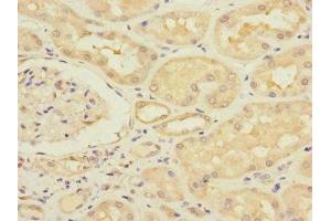 Immunohistochemistry of paraffin-embedded human kidney tissue using ABIN7171183 at dilution of 1:100 (HERV-FRD Provirus Ancestral Env Polyprotein (Herv-frd) (AA 16-250) antibody)