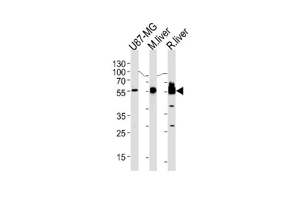 HMGCS1 antibody  (AA 290-317)