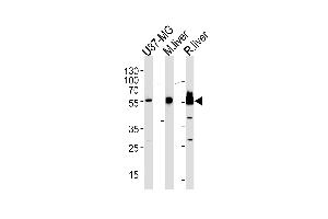 HMGCS1 Antibody (Center) (ABIN390595 and ABIN2840913) western blot analysis in U87-MG cell line,mouse liver and rat liver lysates (35 μg/lane). (HMGCS1 antibody  (AA 290-317))