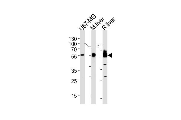 HMGCS1 anticorps  (AA 290-317)