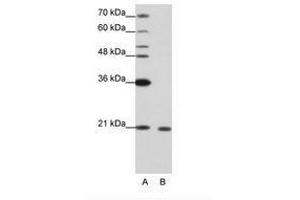 Image no. 2 for anti-RNA Binding Motif Protein 8A (RBM8A) (N-Term) antibody (ABIN202040) (RBM8A antibody  (N-Term))