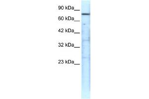 WB Suggested Anti-TRAP1 Antibody Titration: 0.