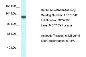 Western Blotting (WB) image for anti-Large Proline-Rich Protein BAT3 (BAT3) (C-Term) antibody (ABIN2788860) (BAT3 antibody  (C-Term))