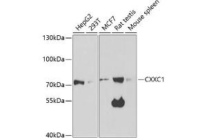 Western blot analysis of extracts of various cell lines, using CXXC1 antibody (ABIN6130102, ABIN6139292, ABIN6139295 and ABIN6221504) at 1:1000 dilution.