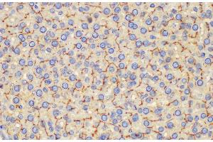 Immunohistochemistry of paraffin-embedded Rat liver using Ceacam1 Polycloanl Antibody at dilution of 1:200 (CEACAM1 antibody)