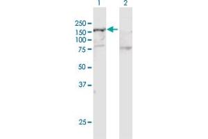 Western Blot analysis of SMARCA5 expression in transfected 293T cell line by SMARCA5 MaxPab polyclonal antibody. (SMARCA5 antibody  (AA 1-1052))