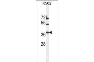 TMEM150B Antibody (N-term) (ABIN655346 and ABIN2844909) western blot analysis in K562 cell line lysates (35 μg/lane). (TMEM150B antibody  (N-Term))