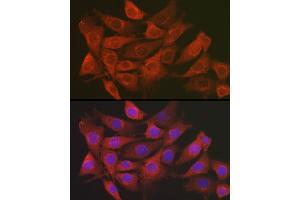 Immunofluorescence analysis of NIH/3T3 cells using SCRN1 Rabbit pAb (ABIN7270175) at dilution of 1:100 (40x lens). (Secernin 1 antibody)