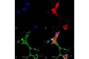 Immunocytochemistry/Immunofluorescence analysis using Mouse Anti-mGluR1/5 Monoclonal Antibody, Clone S75-3 (ABIN2483988). (Metabotropic Glutamate Receptor 5 antibody  (AA 824-1203) (Atto 390))