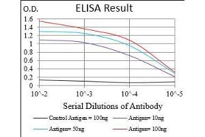 Fig. (PKN1 antibody  (AA 442-620))