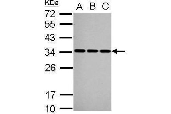 SNRPA1 Antikörper  (C-Term)